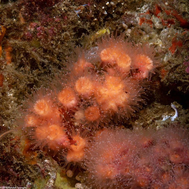 Coenocyathus bowersi (Colonial Cup Coral)
