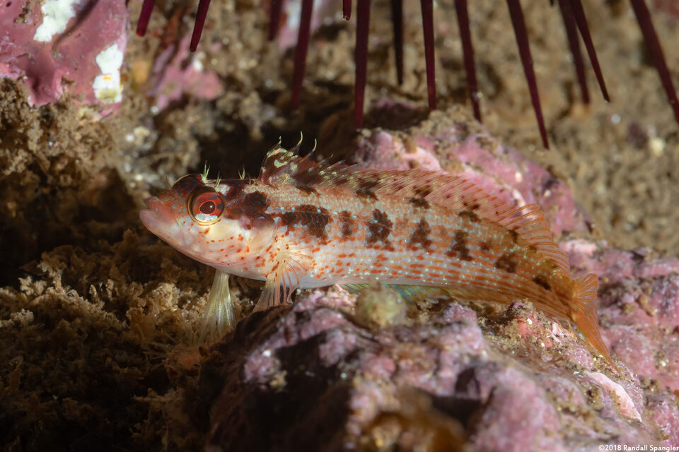 Alloclinus holderi (Island Kelpfish)