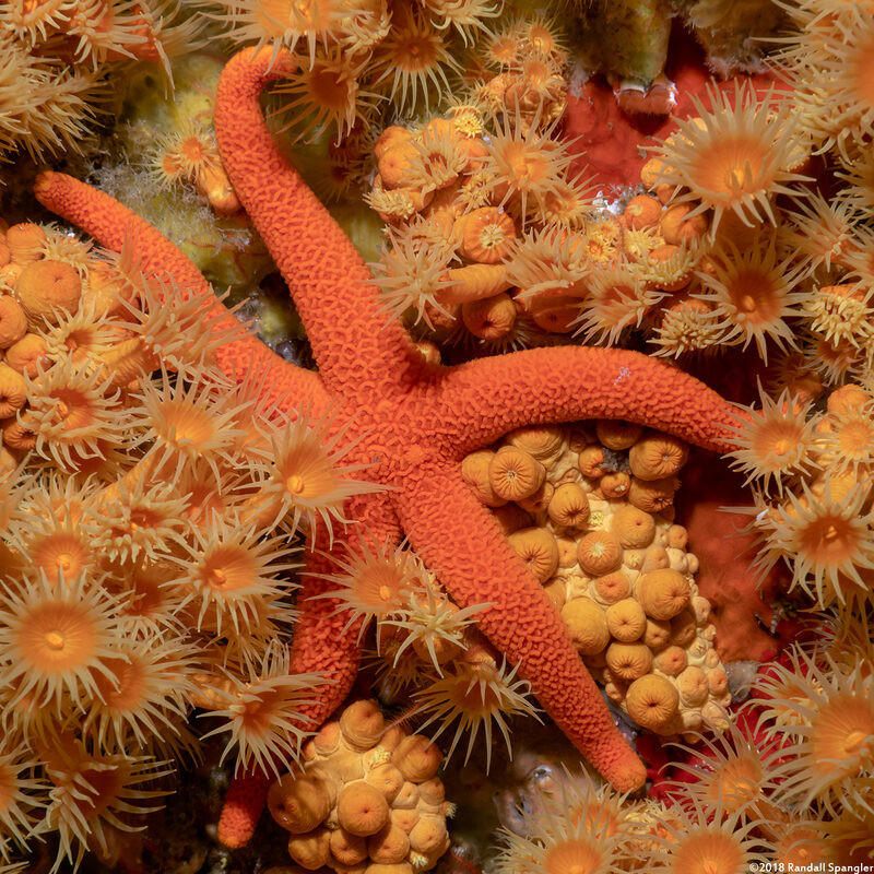 Henricia leviuscula (Blood Star)