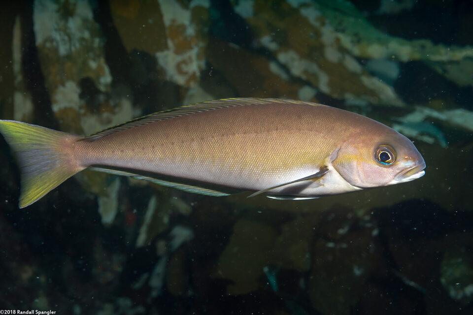 Caulolatilus princeps (Ocean Whitefish)