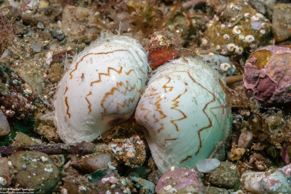 Pitar newcombianus (Newcomb Pitar)