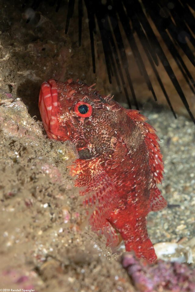 Scorpaenodes xyris (Rainbow Scorpionfish)