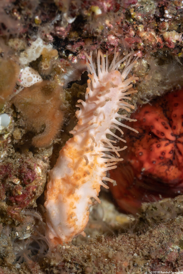 Eupentacta quinquesemita (White Sea Cucumber)