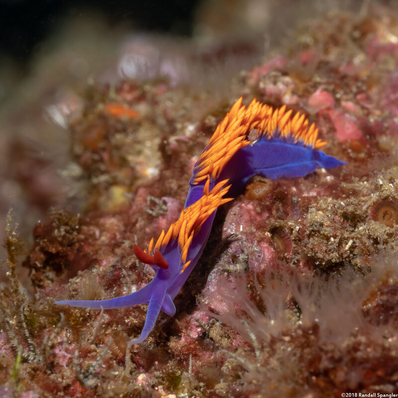 Flabellinopsis iodinea (Spanish Shawl)