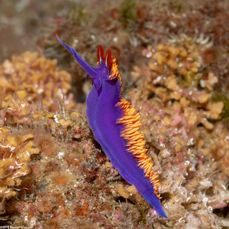 Flabellinopsis iodinea (Spanish Shawl)