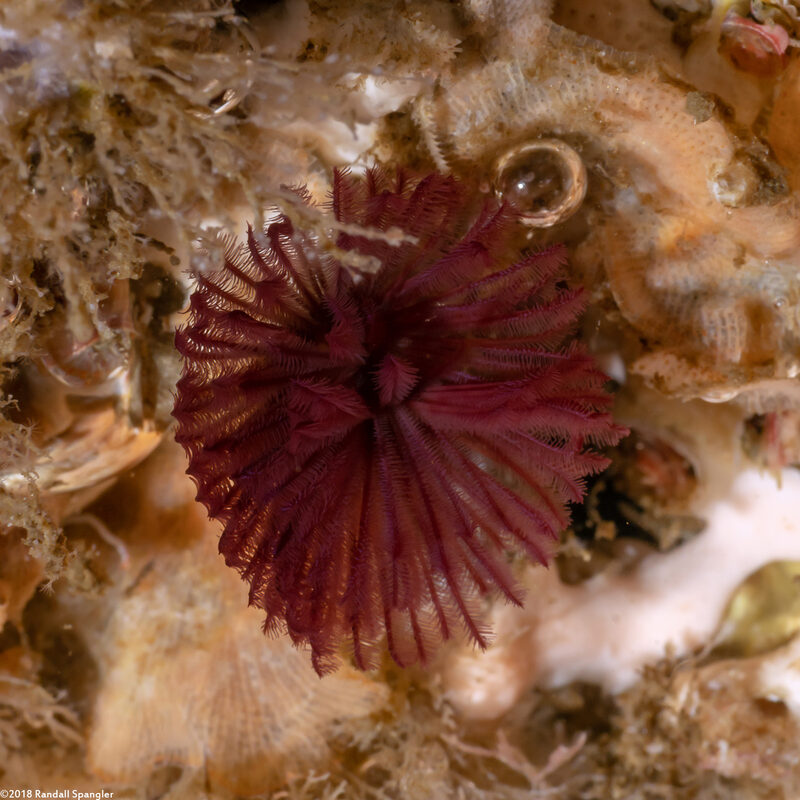 Eudistylia polymorpha (Feather Duster Worm)