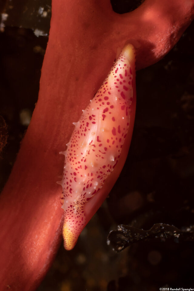 Simnia avena (Simnia)