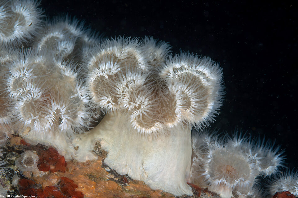Metridium senile (Plumose Anemone)