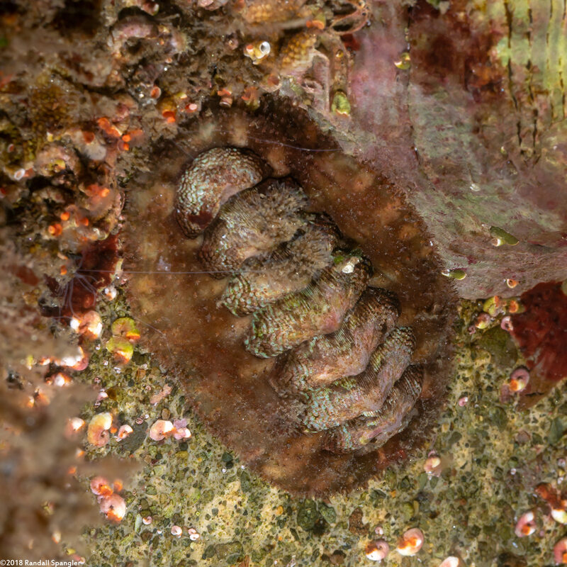 Mopalia spectabilis (Red-Flecked Mopalia)