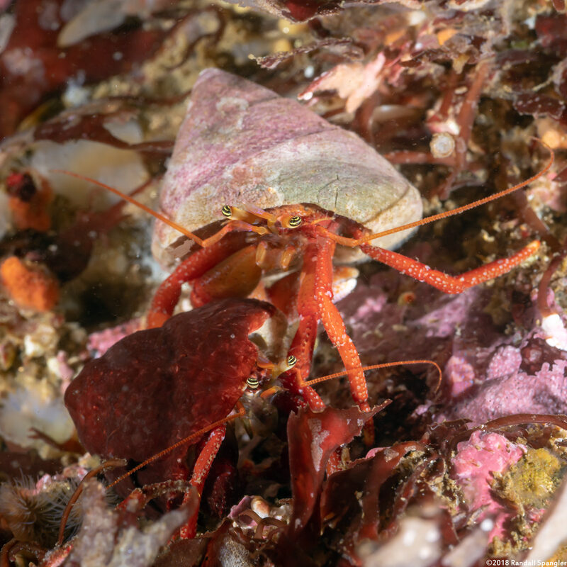 Pagurus hemphilli (Maroon Hermit Crab)