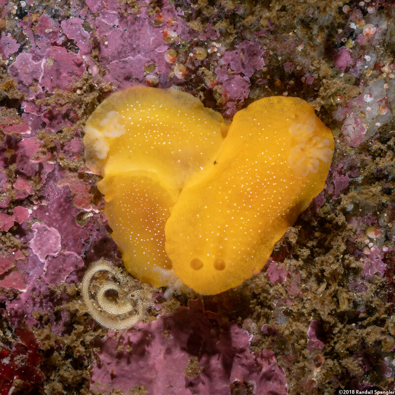 Doriopsilla fulva (White-Speckled Dorid)