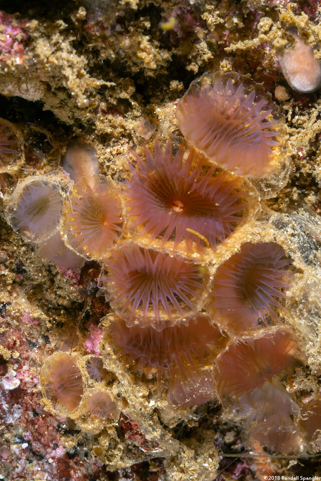 Myxicola sp.2 (Colonial Slime Tubeworm)