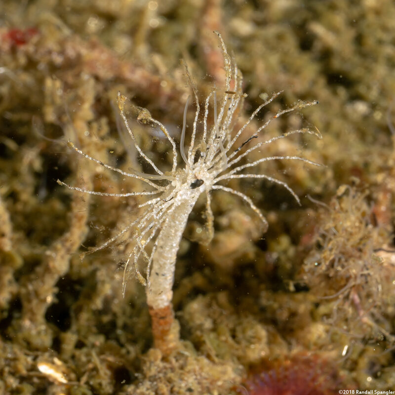Praxillura maculata (Windmill Worm)