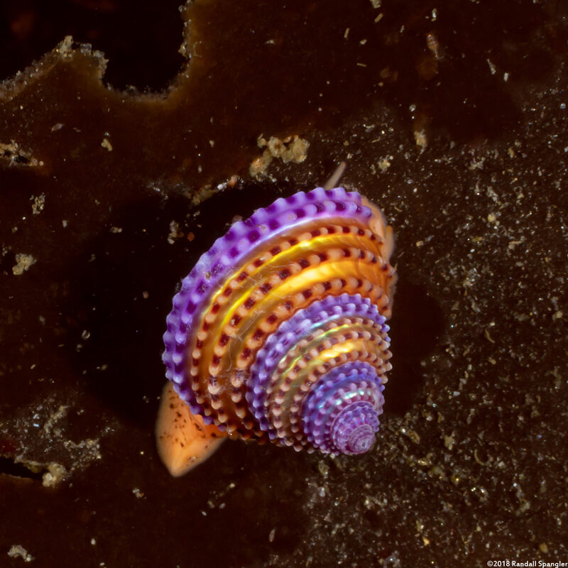 Calliostoma annulatum (Blue-Ring Top Snail)