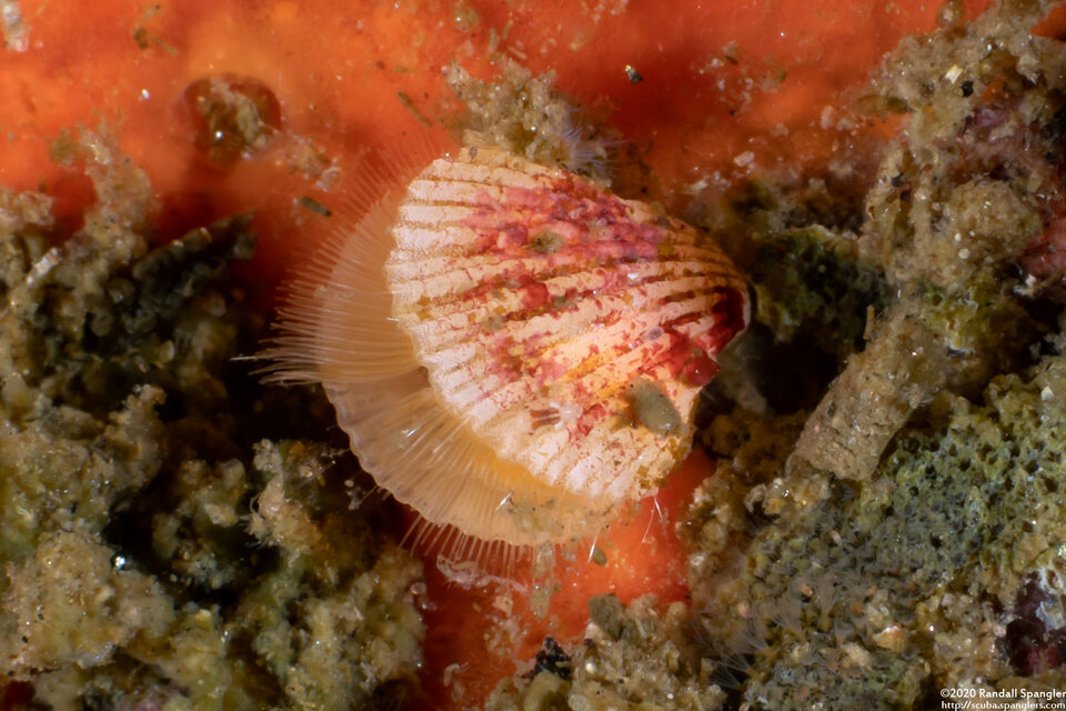 Terebratalia transversa (Common Lampshell)