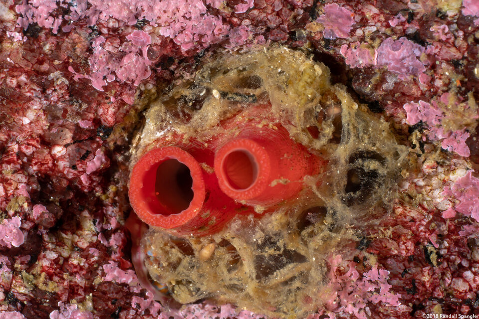 Hiatella arctica (Wrinkled Rock Borer)