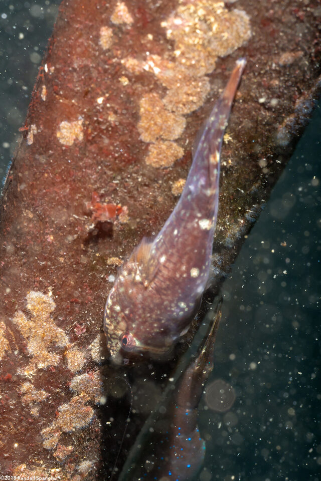 Gobiesox maeandricus (Northern Clingfish)