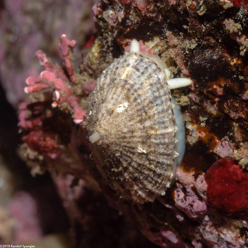 Diodora aspera (Keyhole Limpet)