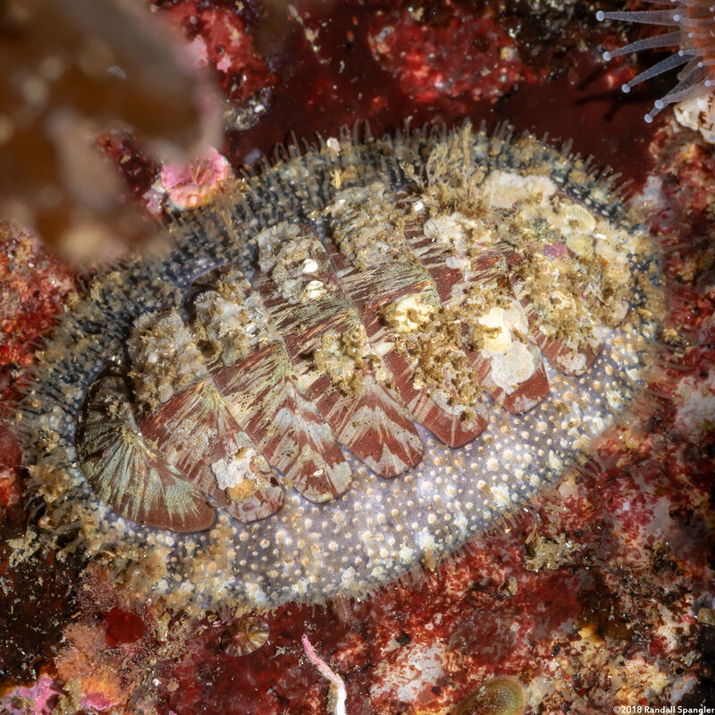 Mopalia lignosa (Woody Chiton)