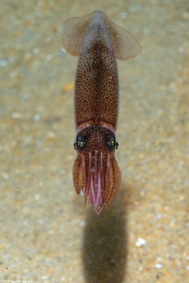 Doryteuthis opalescens (Market Squid)