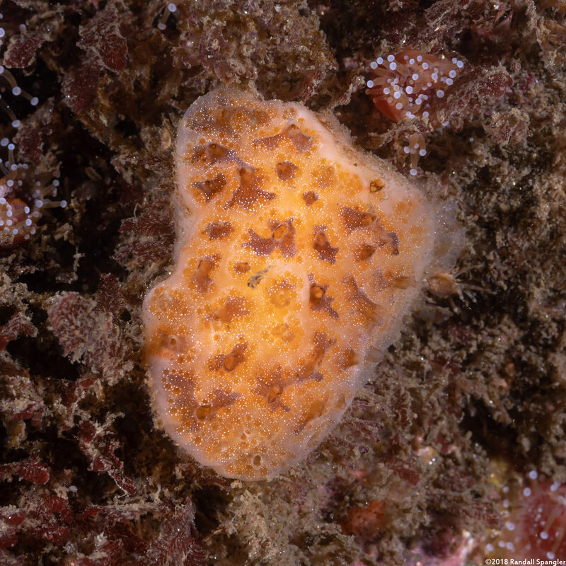 Aplidium solidum (Red Ascidian)