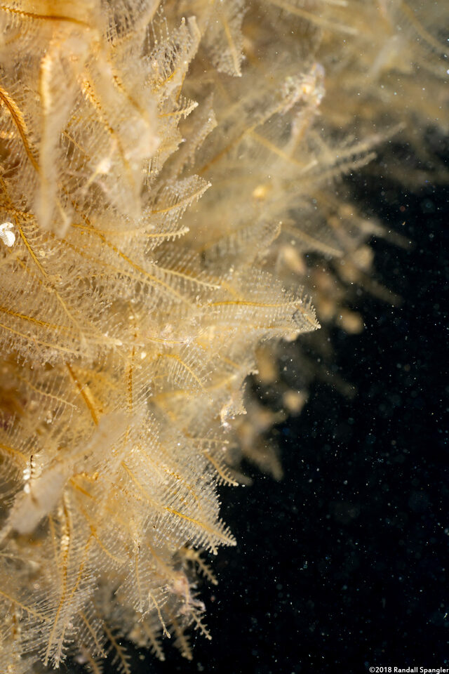 Plumularia sp.1 (Plumularia sp.1)