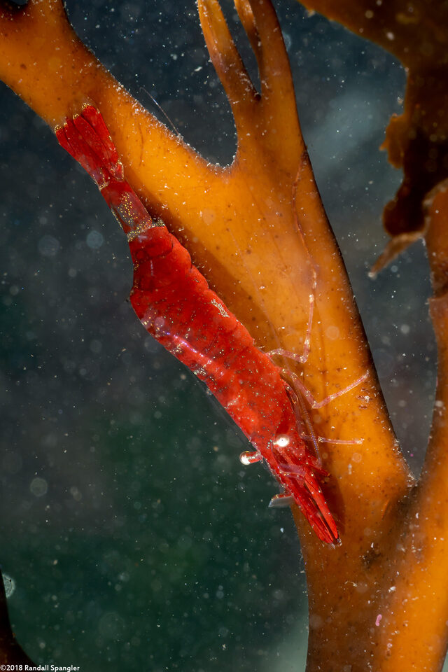 Heptacarpus stylus (Stiletto Shrimp)