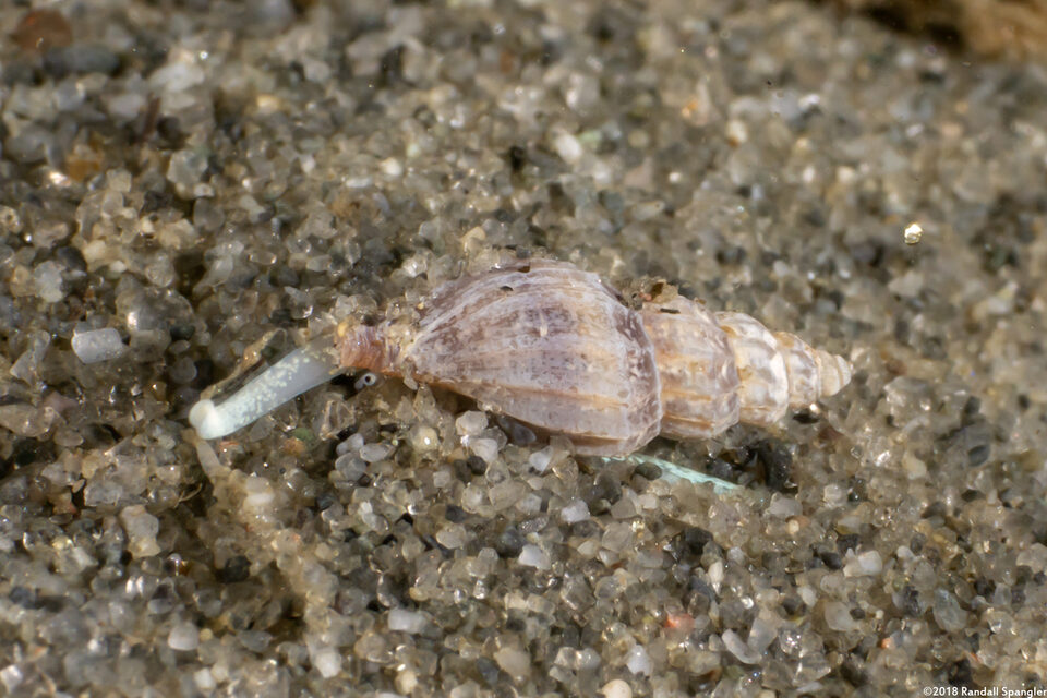 Mangelia crebricostata (Violet-Band Mangelia)