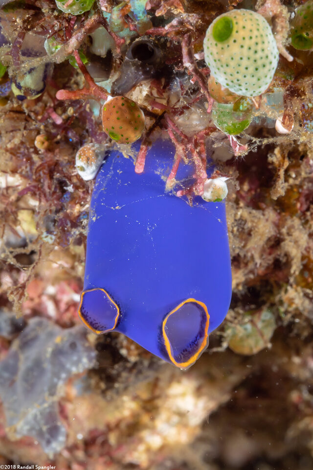 Clavelina coerulea (Clavelina Coerulea)