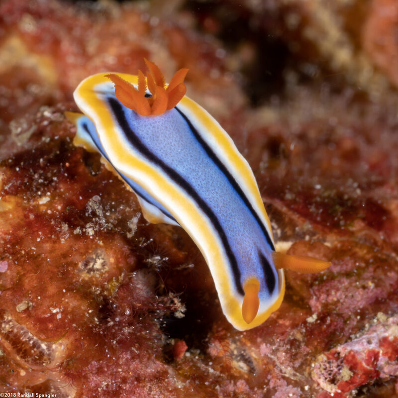 Chromodoris annae (Anna's Chromodoris)