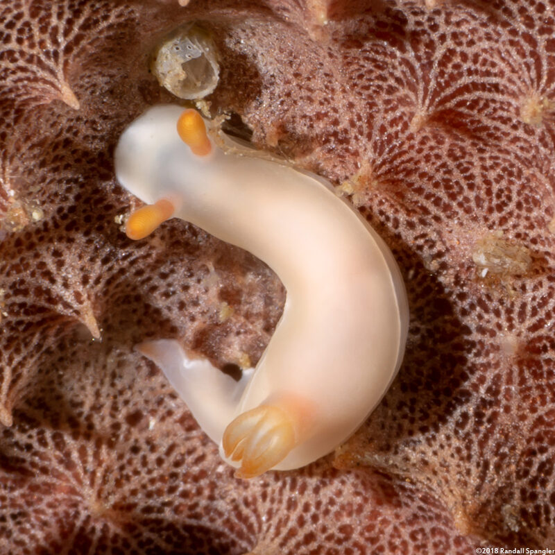 Verconia simplex (Plain Noumea)