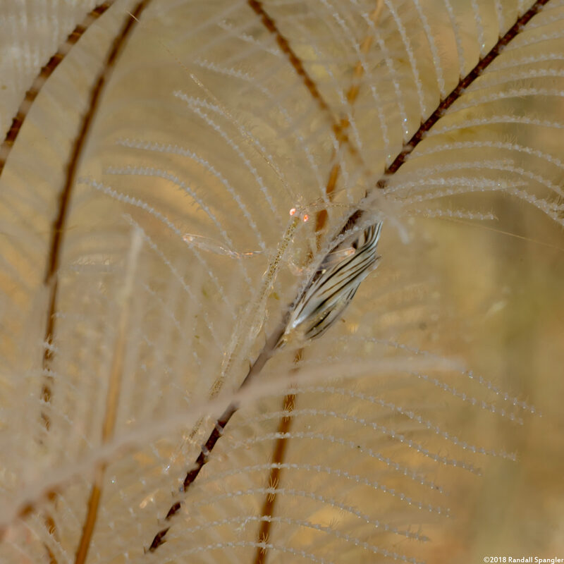 Caprella sp.1 (Skeleton Shrimp)