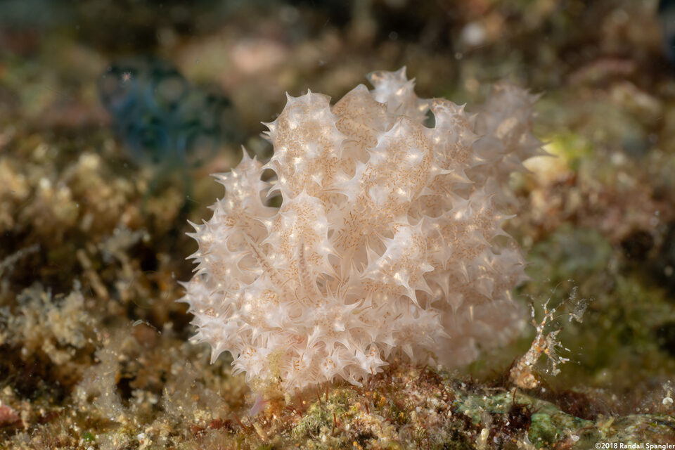 Phyllodesmium koehleri (Koehler's Phyllodesmium)