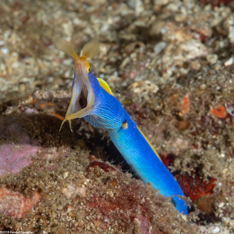 Rhinomuraena quaesita (Ribbon Eel)