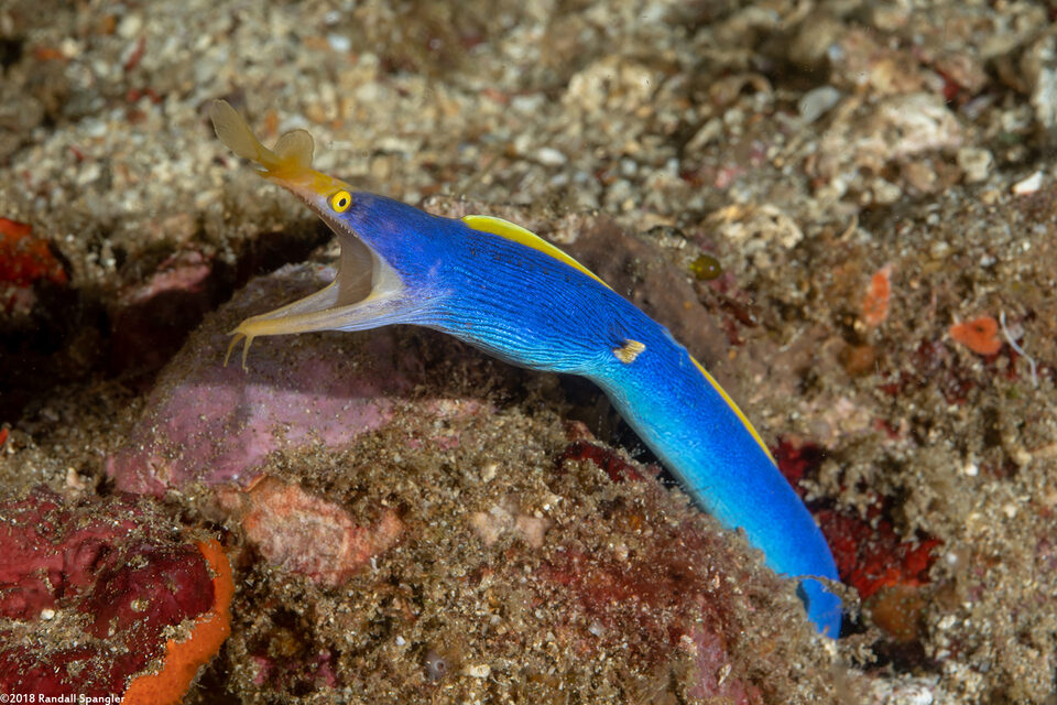Rhinomuraena quaesita (Ribbon Eel)