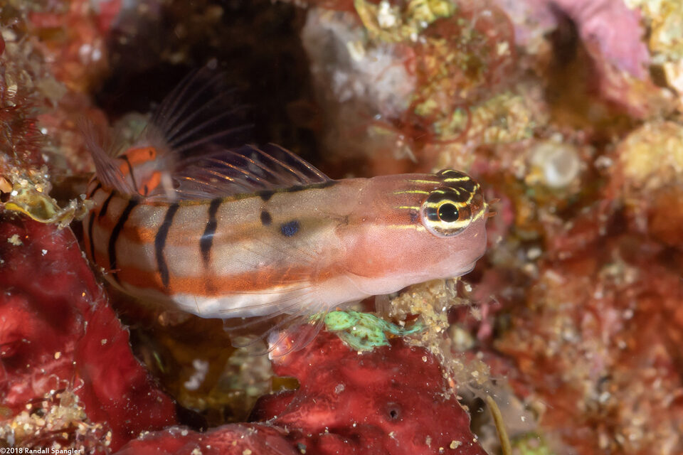Ecsenius dilemma (Twocoat Coralblenny)