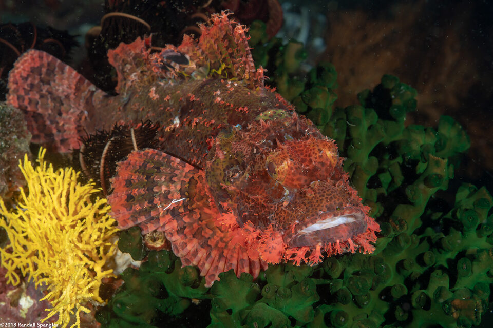 Scorpaenopsis oxycephala (Tasseled Scorpionfish)