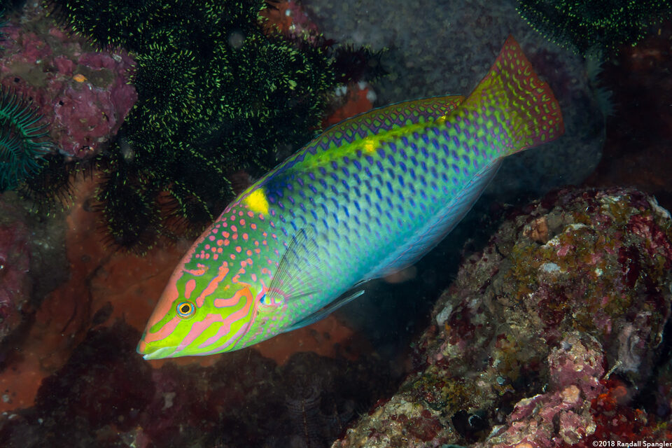 Halichoeres hortulanus (Checkerboard Wrasse)