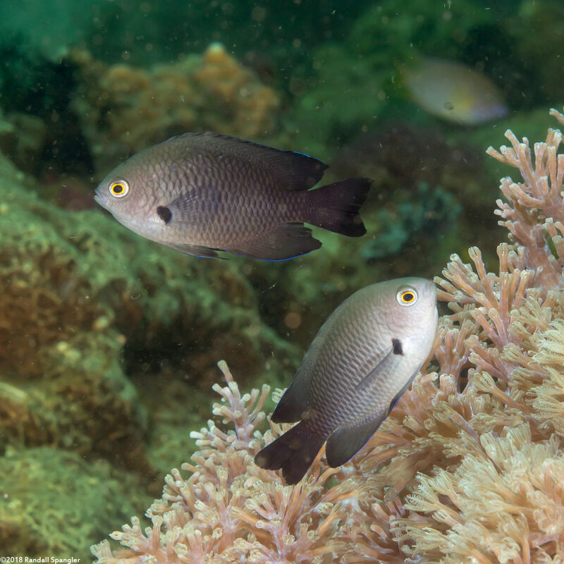 Pomacentrus brachialis (Charcoal Damsel)