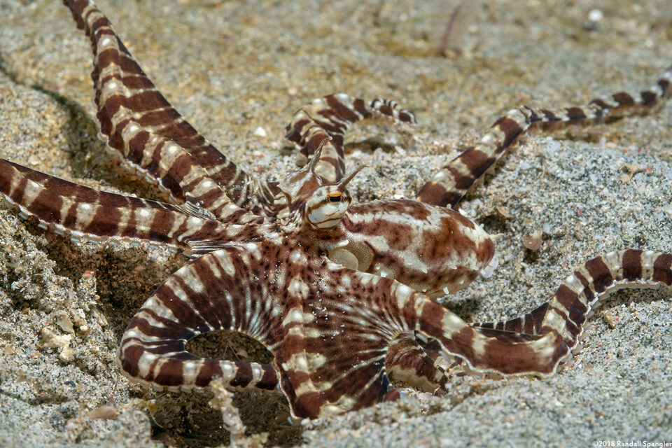 Thaumoctopus mimicus (Mimic Octopus)
