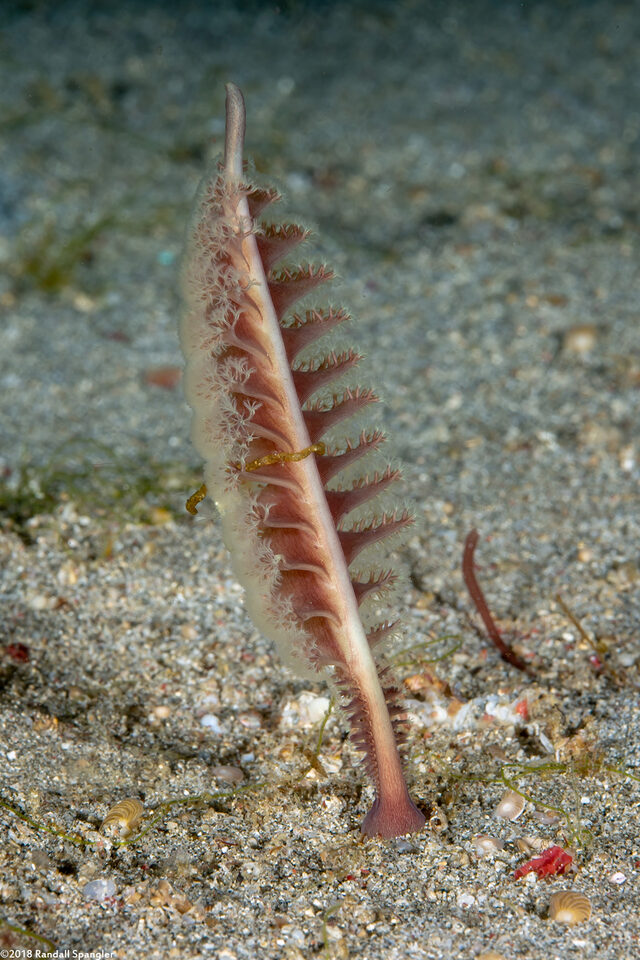 Virgularia sp.2 (Virgularia sp.2)