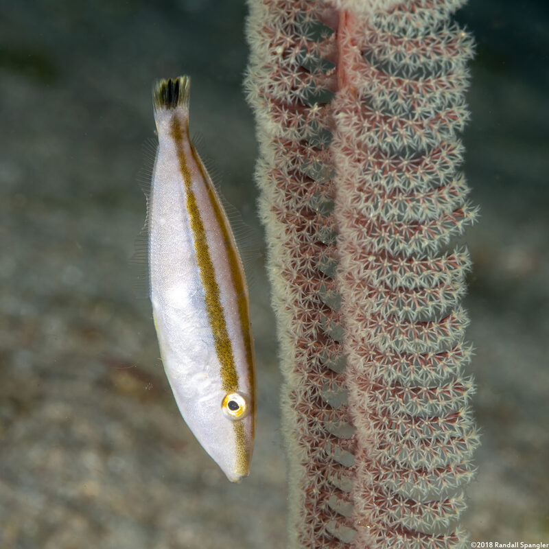 Pseudalutarius nasicornis (Rhino Filefish)