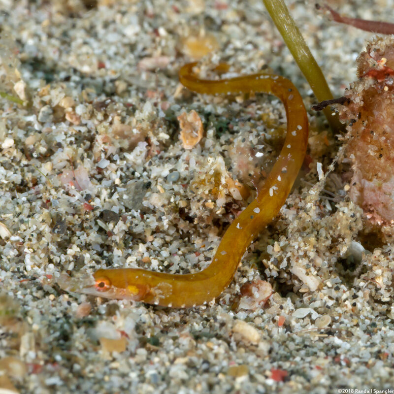 Micrognathus pygmaeus (Pygmy Pipefish)