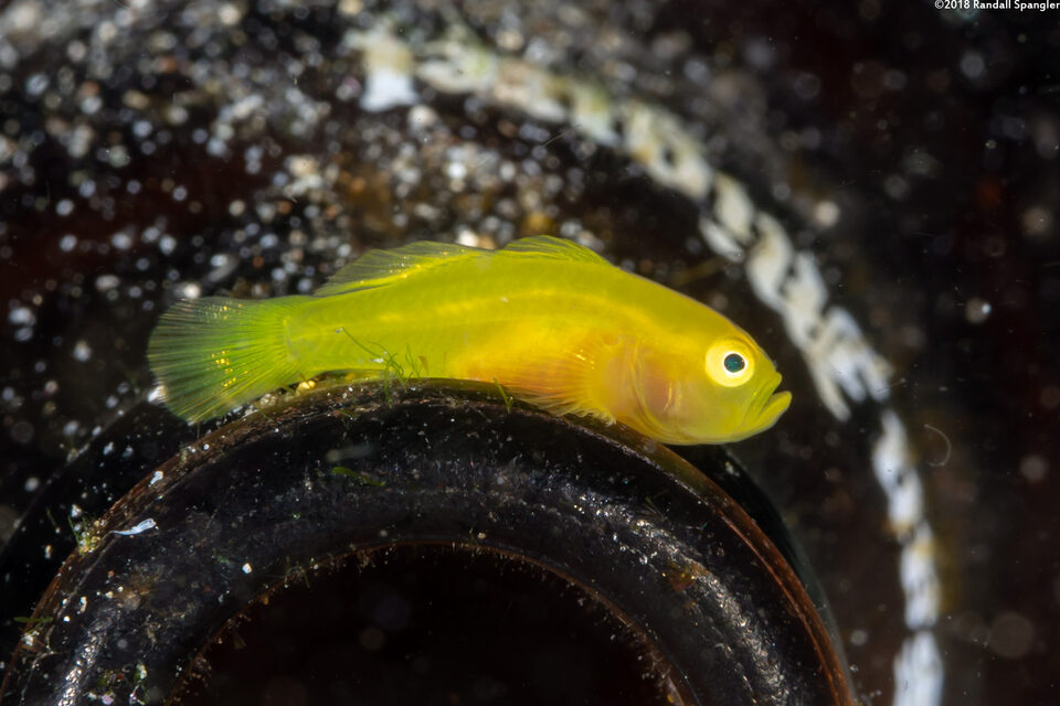 Lubricogobius exiguus (Ornate Goby)