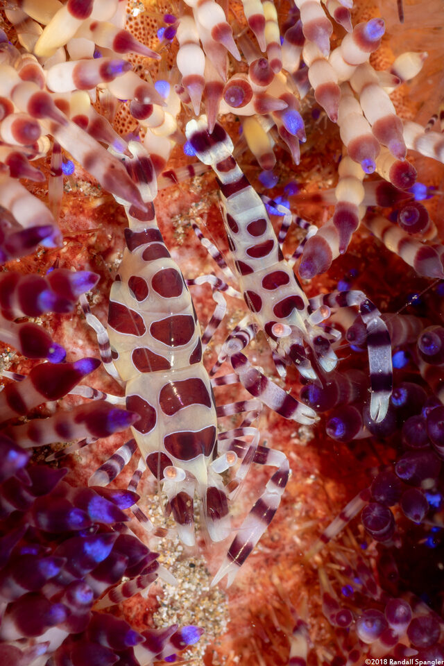 Periclimenes colemani (Coleman Shrimp)