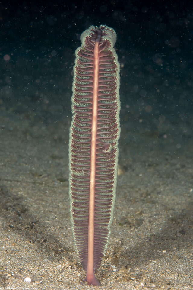 Virgularia sp.2 (Virgularia sp.2)