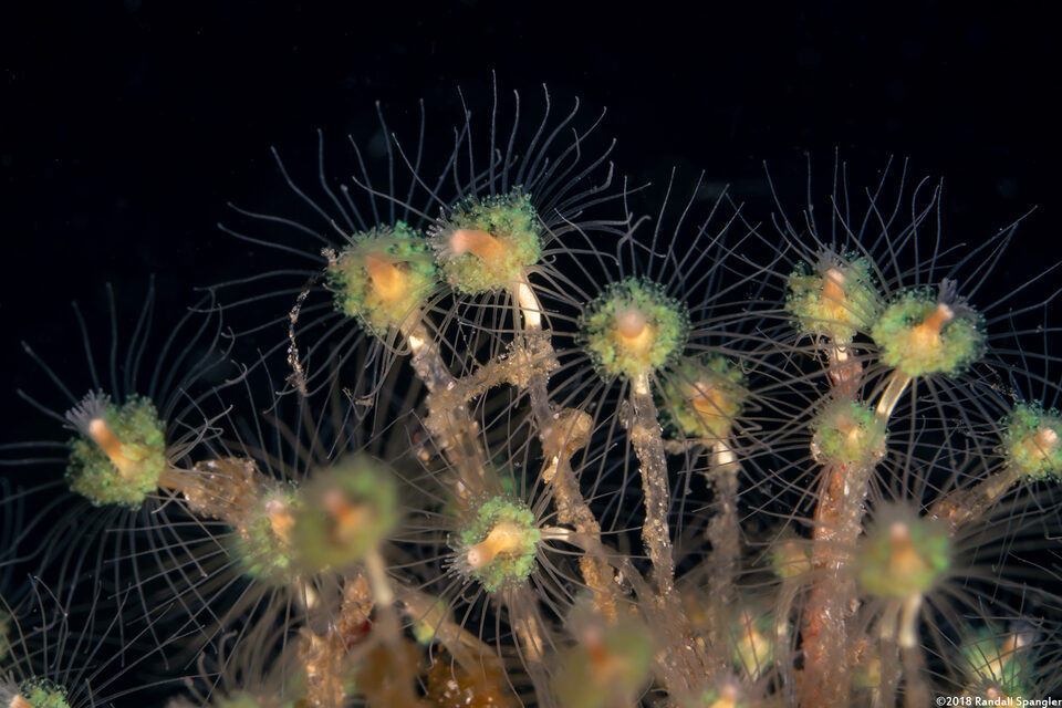 Ectopleura viridis (Ectopleura Viridis)