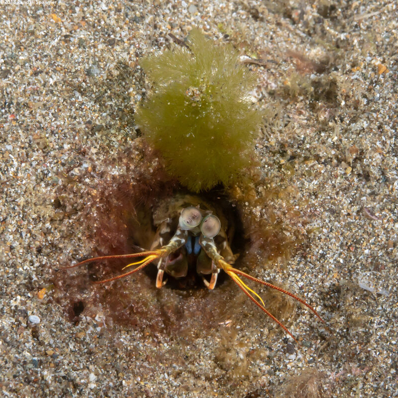 Haptosquilla stoliura (Blue Spot Mantis)