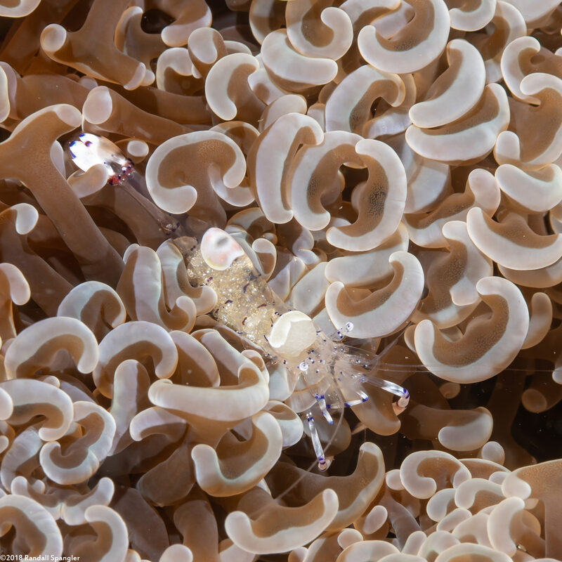 Ancylomenes venustus (Graceful Anemone Shrimp)