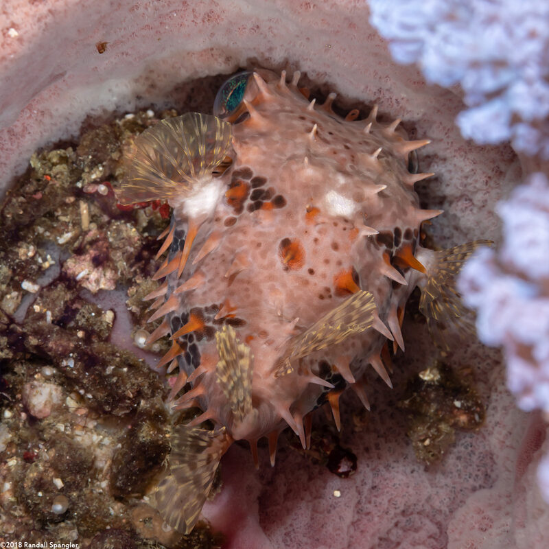 Cyclichthys orbicularis (Orbicular Burrfish)